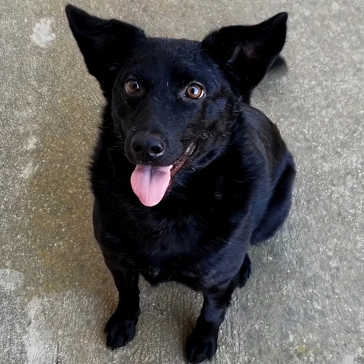 A black dog with brown eyes and a pink tongue sits on a concrete surface, looking up.