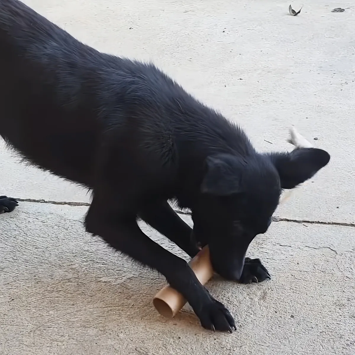 A black dog is playfully interacting with a cardboard tube on a concrete surface.