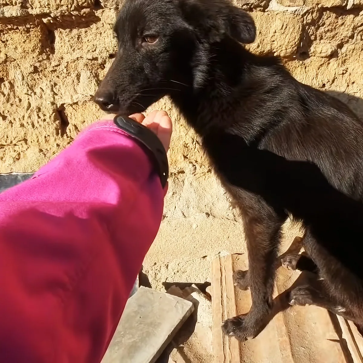 A black dog stands on a wooden surface, reaching for a hand extended from a person wearing a pink jacket.