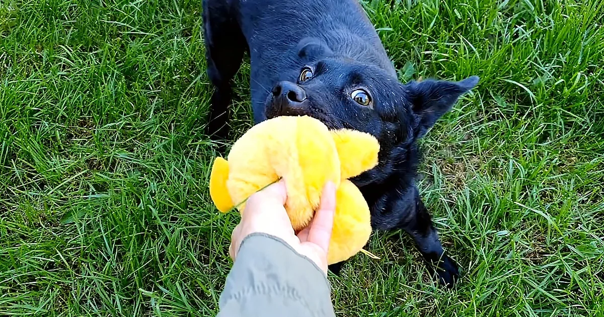 A black dog with a yellow stuffed toy in its mouth, standing on grass.