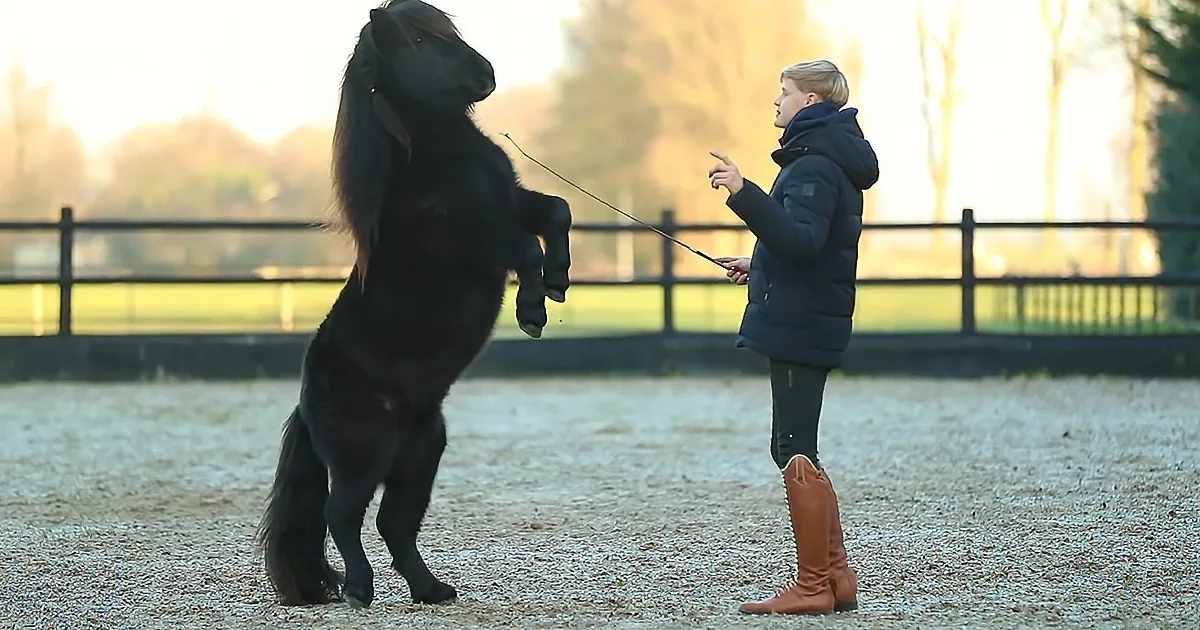 Horse Trainer Has Tons of Fun Training His Majestic Horses