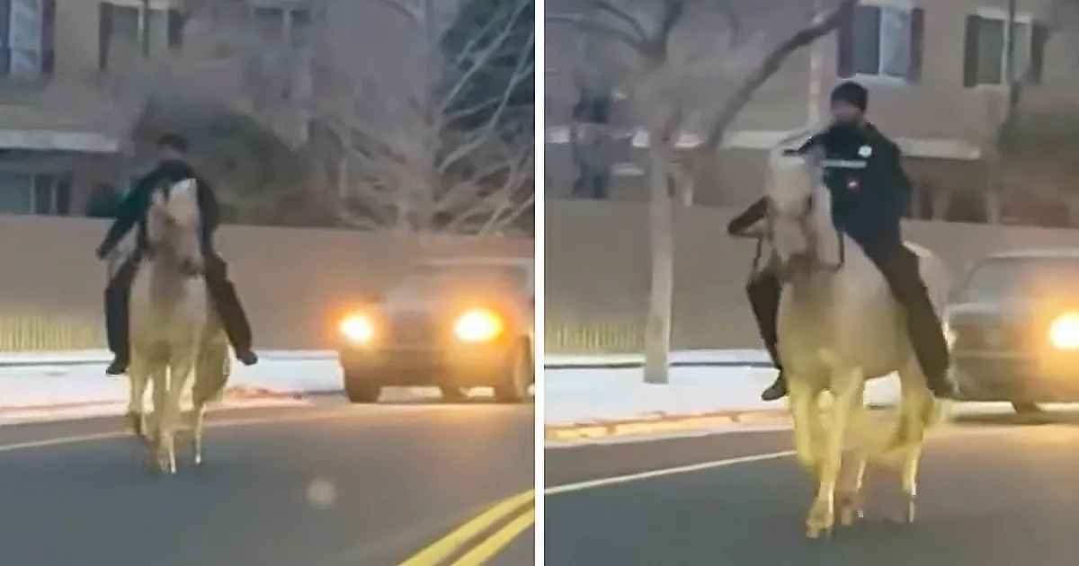 Runaway Horse Wrangled by Quick-Thinking County Sherriff