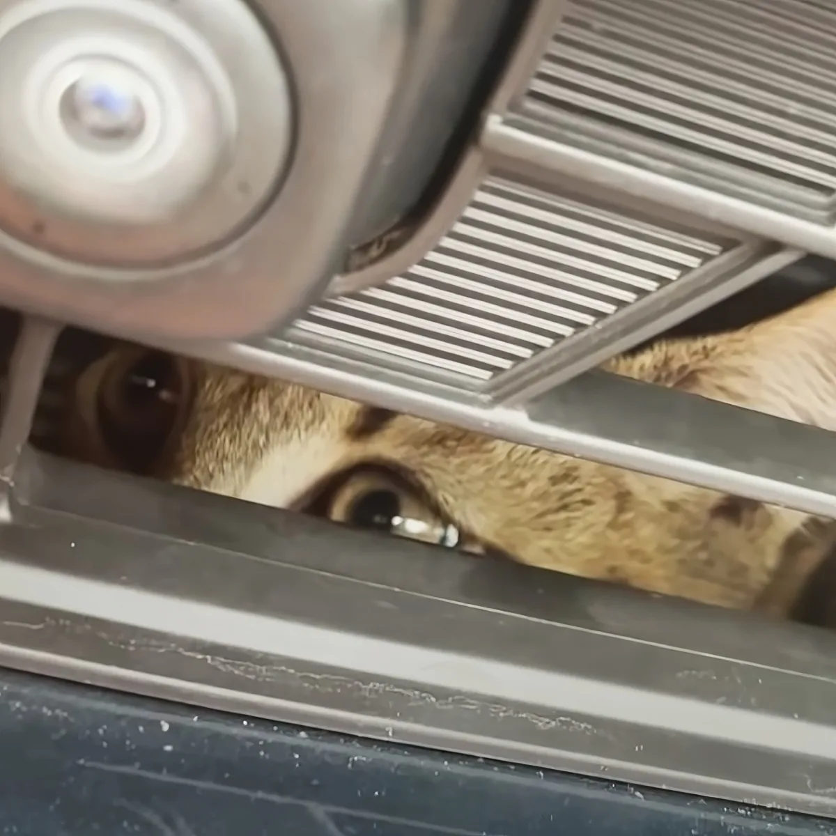 A close-up of a cat's eyes looking through a metal grate with a camera lens in the foreground.