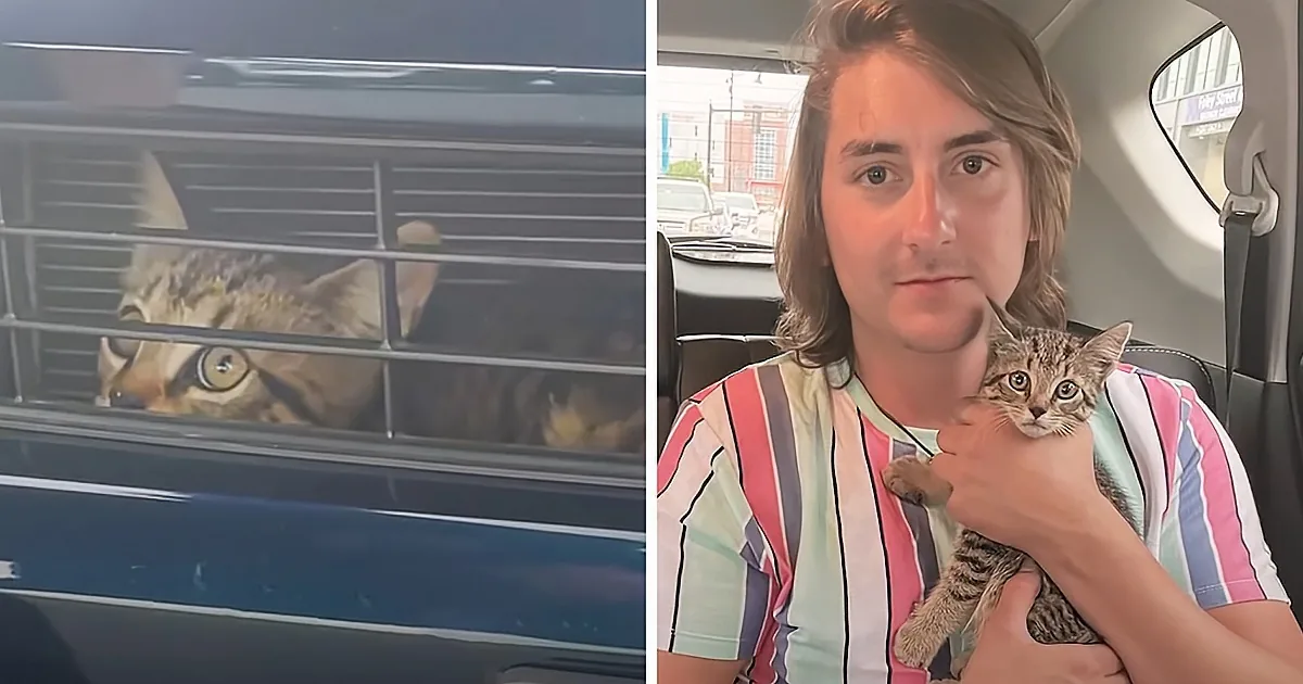 Kitten Rescued From Car Engine Finds the Best Dad