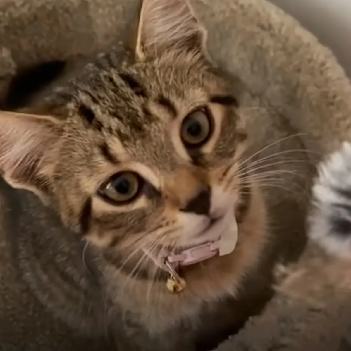 A tabby cat with wide eyes and a pink collar is nestled in a cozy, circular cat bed.