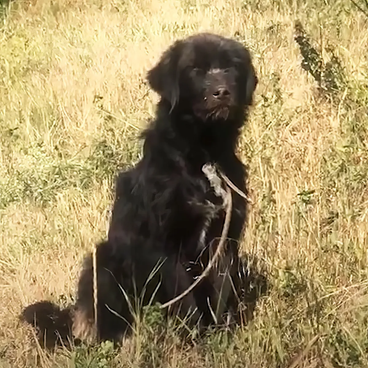 A black dog sits in a grassy field, holding a stick in its mouth.