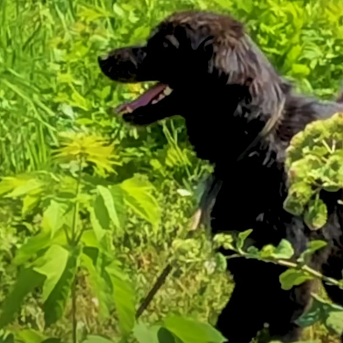 A black dog with wet fur stands in a lush green field, tongue out, looking to the left.
