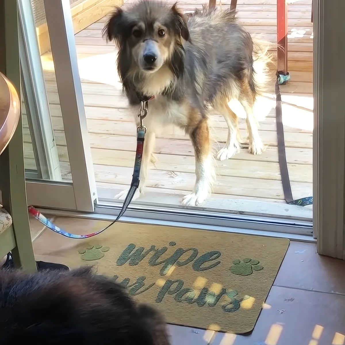 A dog on a leash stands on a wooden deck, looking inside through a glass door with a "Wipe Paws" mat in front.