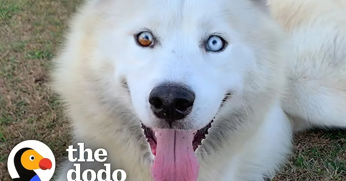 A close-up of a husky dog with striking blue and brown eyes, wearing a purple collar, sitting in a car.