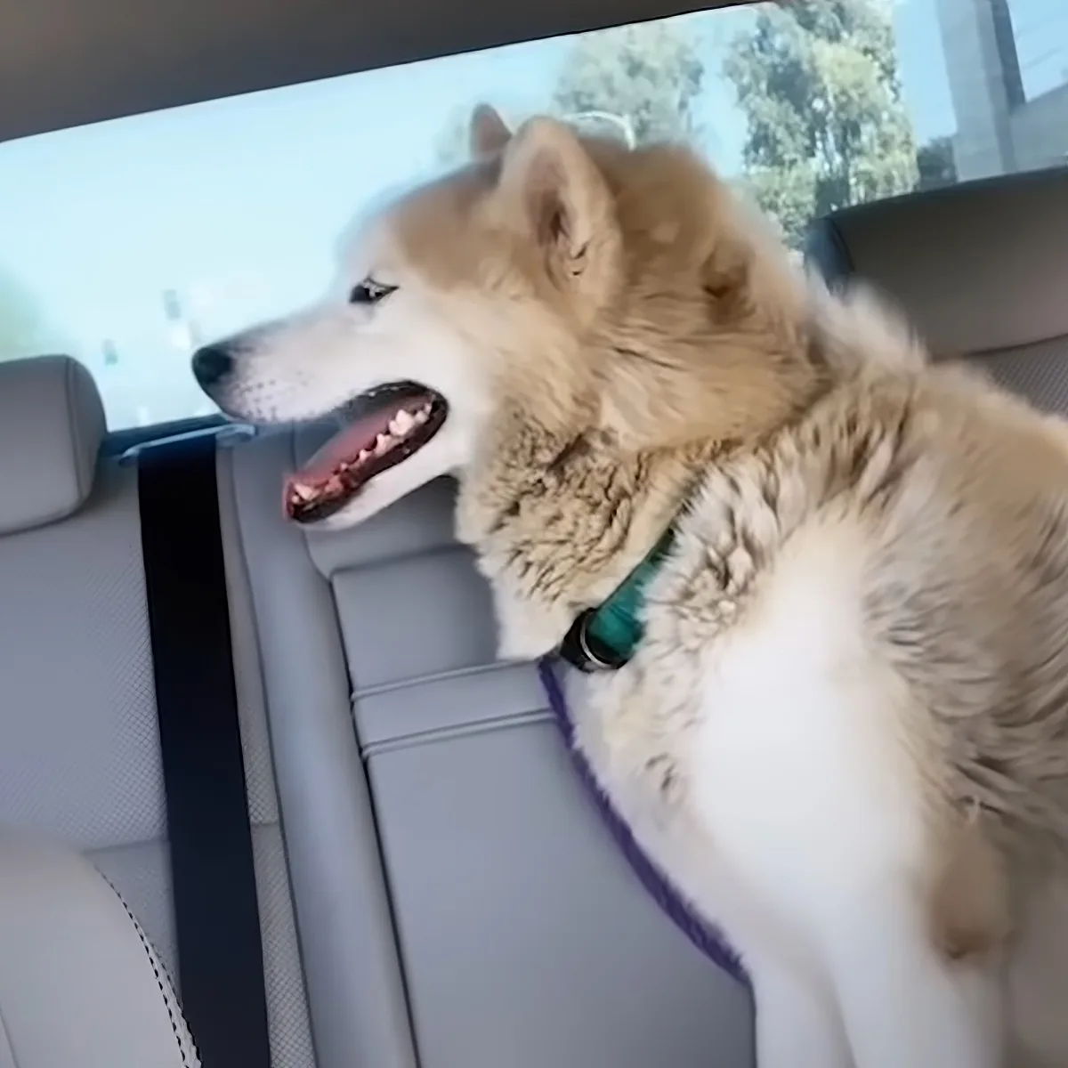 A fluffy, light-colored dog with a green collar sits in a car, looking out the window with its tongue out.