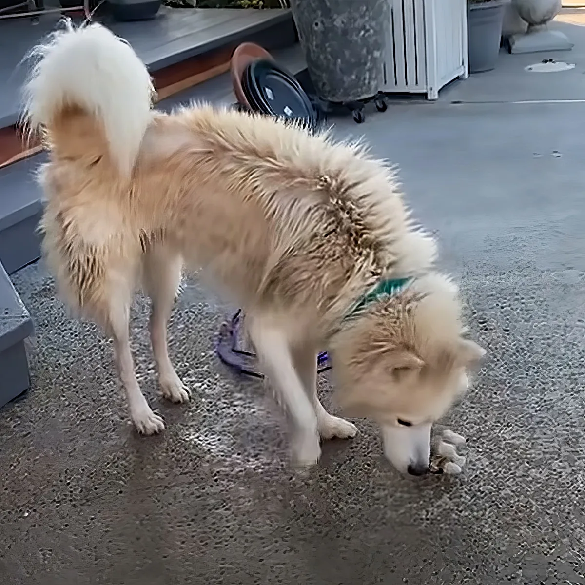 A fluffy white and tan dog with a green collar stands on a concrete surface, sniffing the ground.
