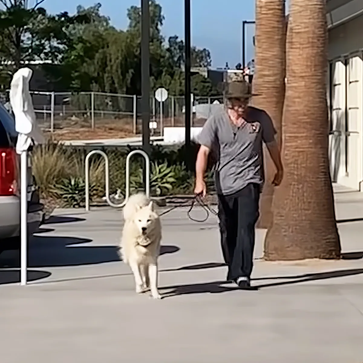 A man walks a white dog on a leash near a palm tree and parked car.