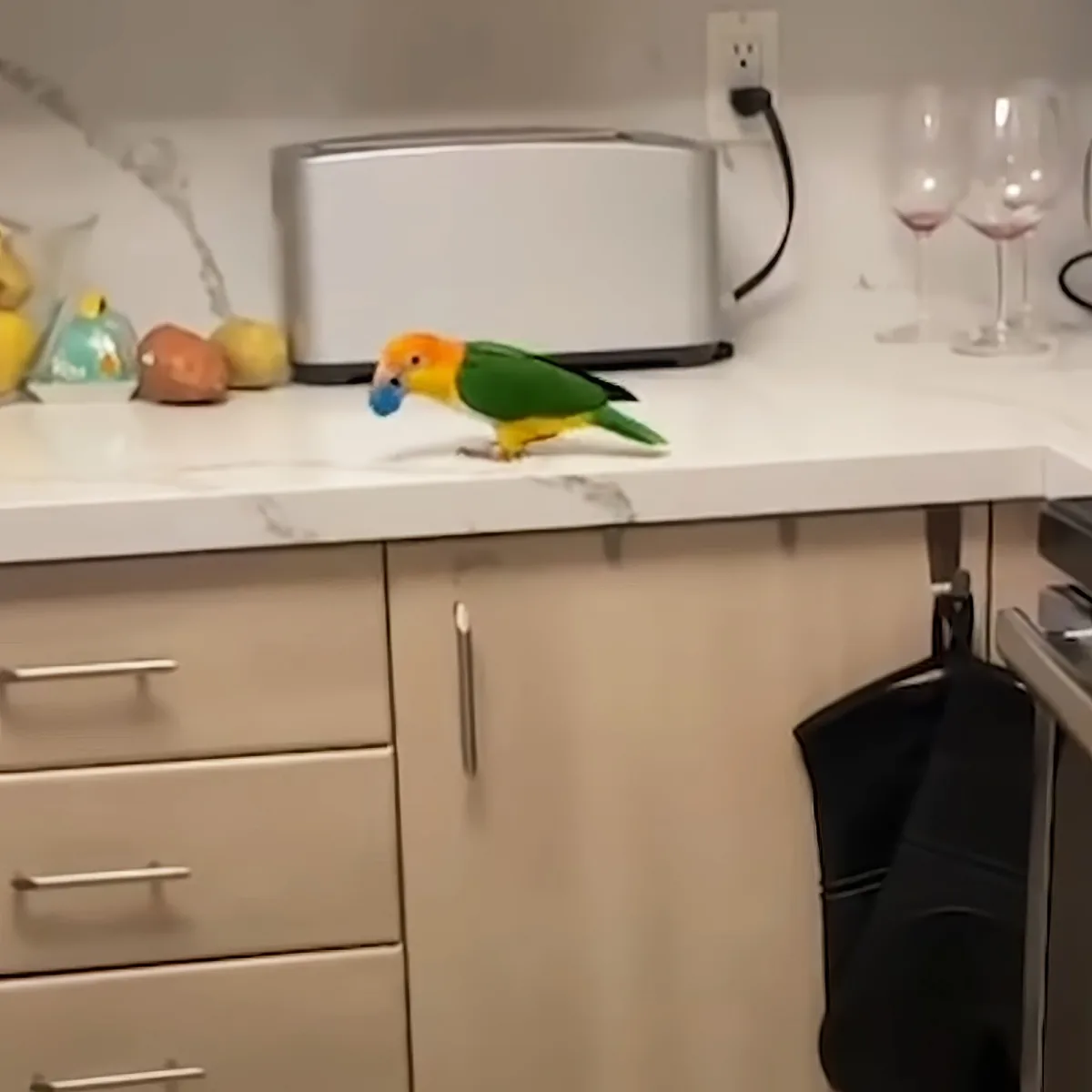 A colorful parrot with a blue object in its beak stands on a kitchen counter.