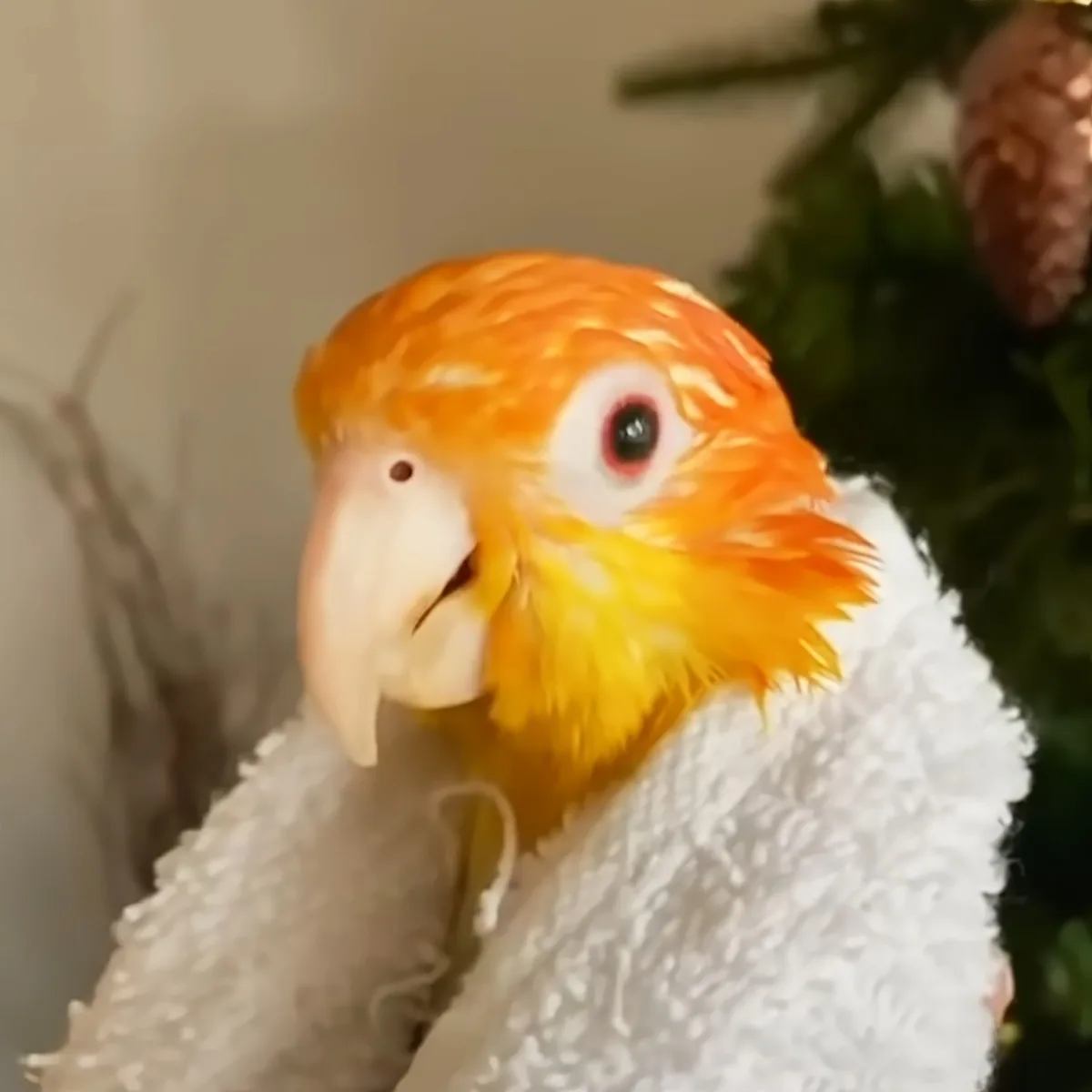 A vibrant orange and yellow parrot perched on a white towel, with a blurred background.