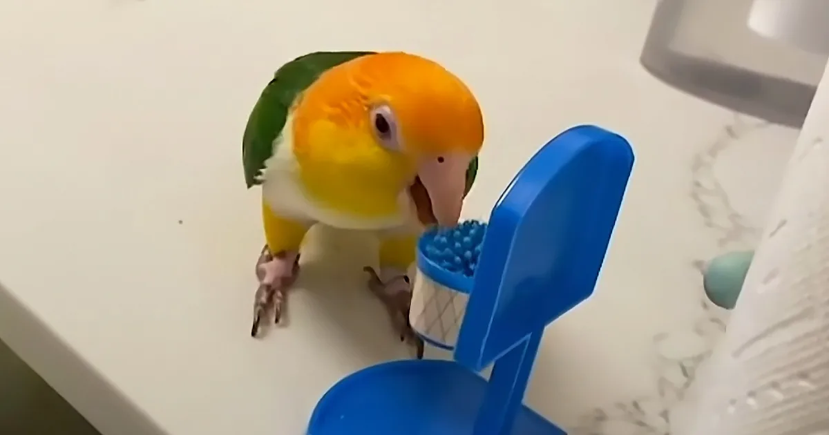 Parrot Learns to Play Basketball With Miniature Ball and Hoop