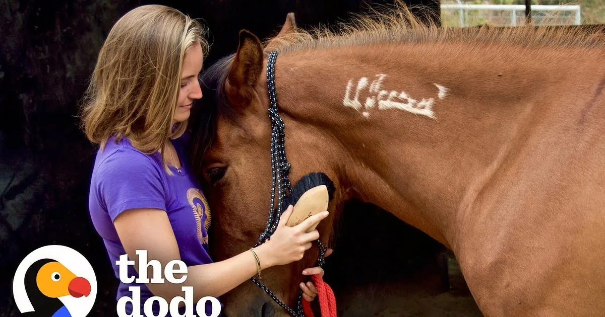 Woman Reunites With Horse She Rescued Years Earlier