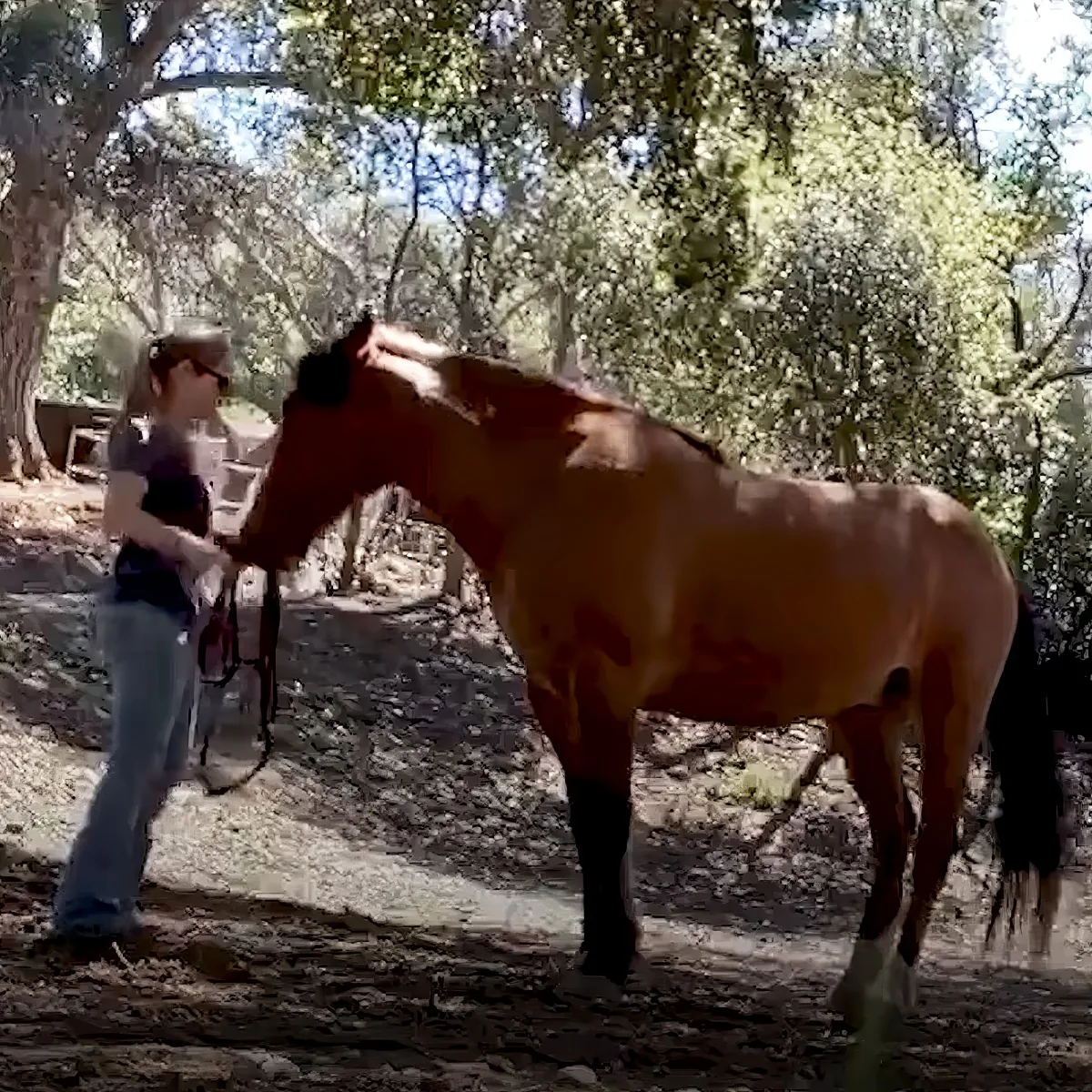 Woman reunites with horse