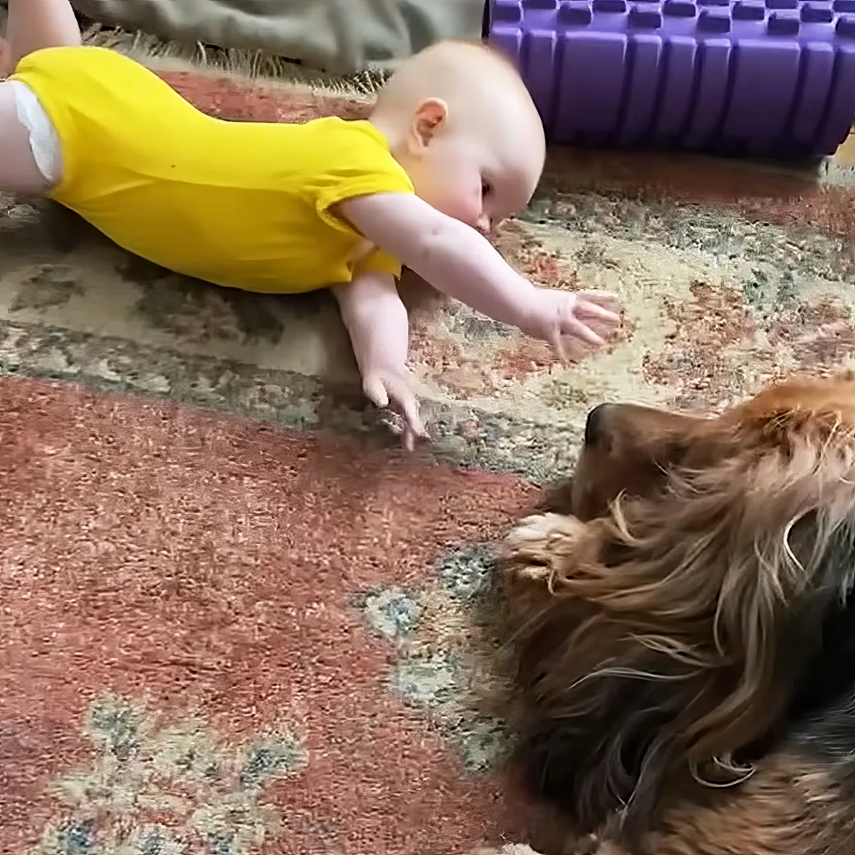 Baby girl and giant dog
