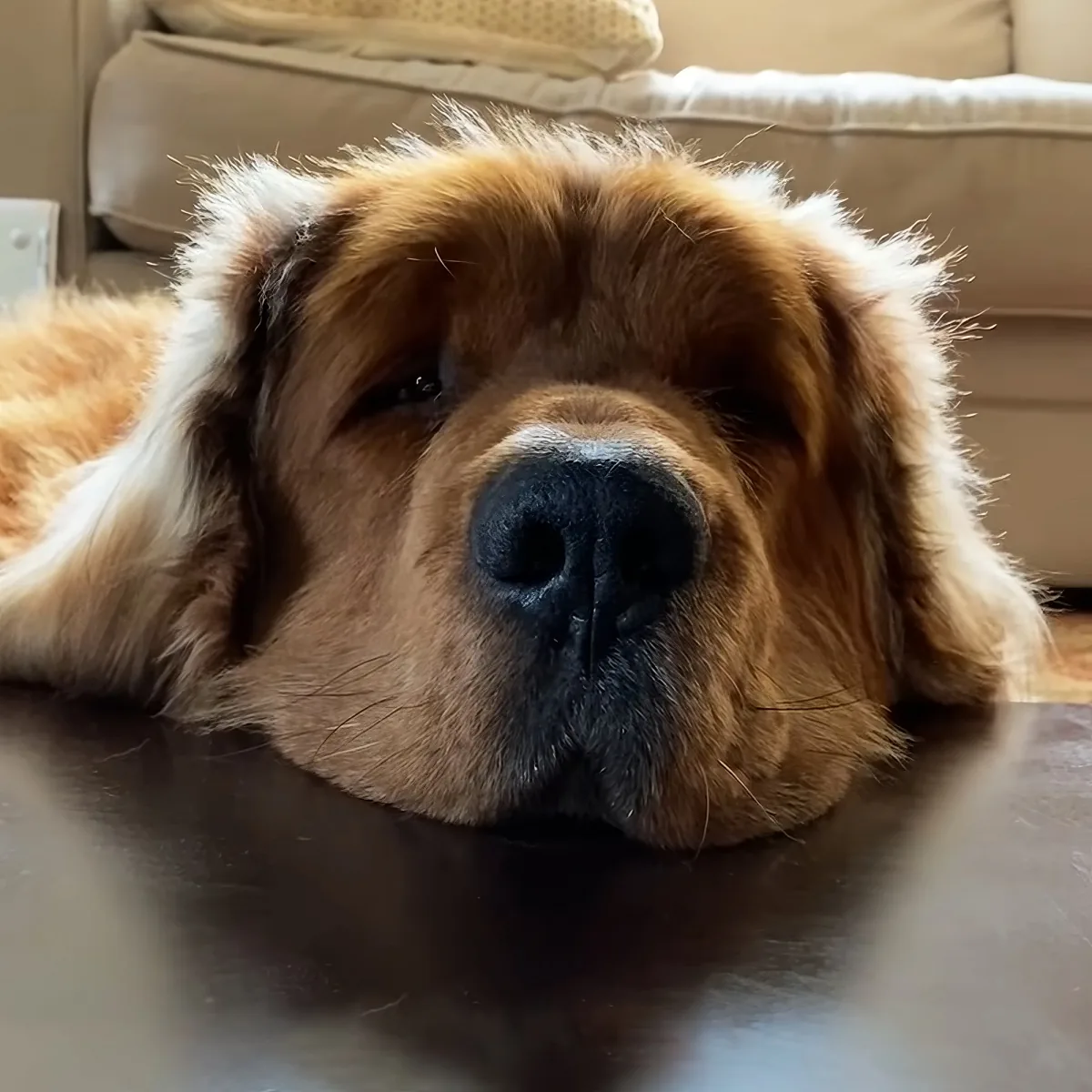 A fluffy dog with a brown and white coat rests its head on a dark surface, gazing softly.