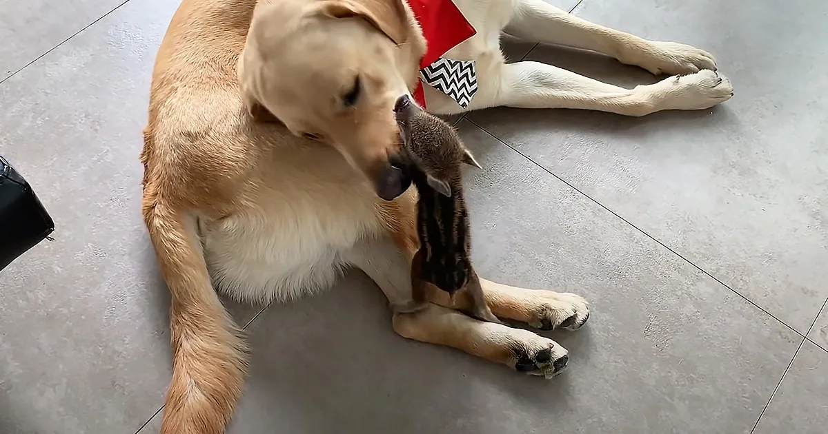 2-Pound Wild Sow Adopts Giant Labrador as Her Dad
