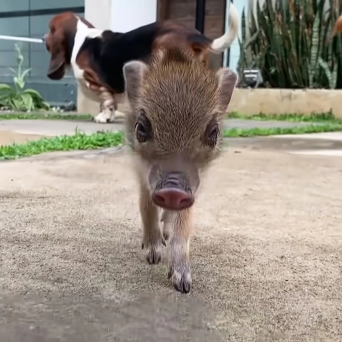 A piglet walks on a concrete path with a dog in the background.