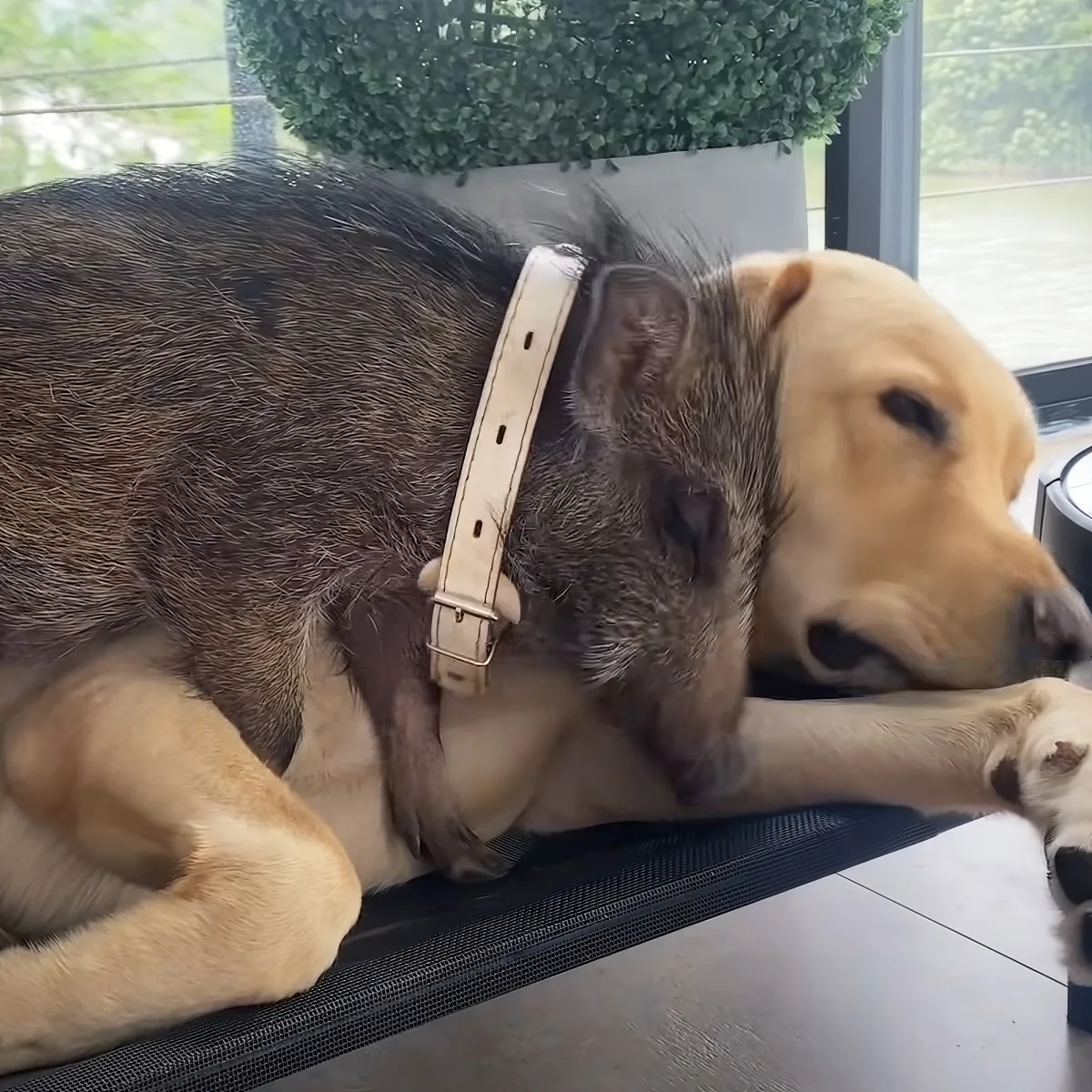 Wild boar and giant Labrador