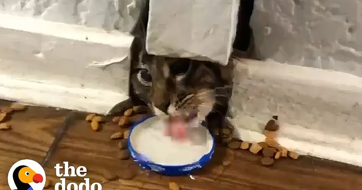 Stray Cat Rescued From Wall Kisses His New Cat Sibling Everyday