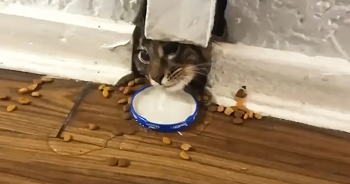 A cat is eating from a blue bowl on a wooden floor, with scattered kibble around.