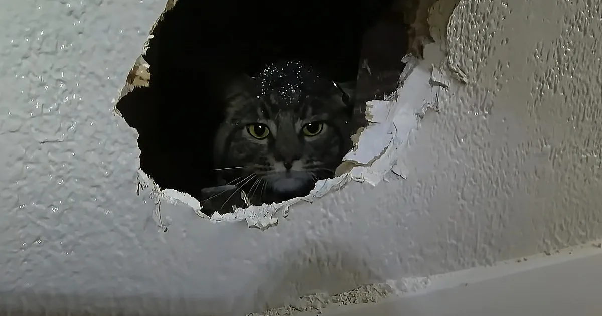 A tabby cat with striking yellow eyes peers out from a hole in a textured white wall.