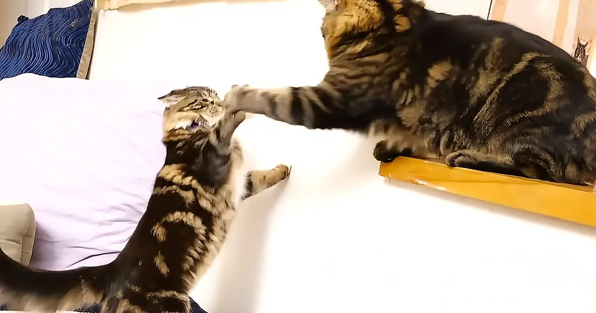 Two tabby cats interact on a bed, one stretching its paw towards the other.