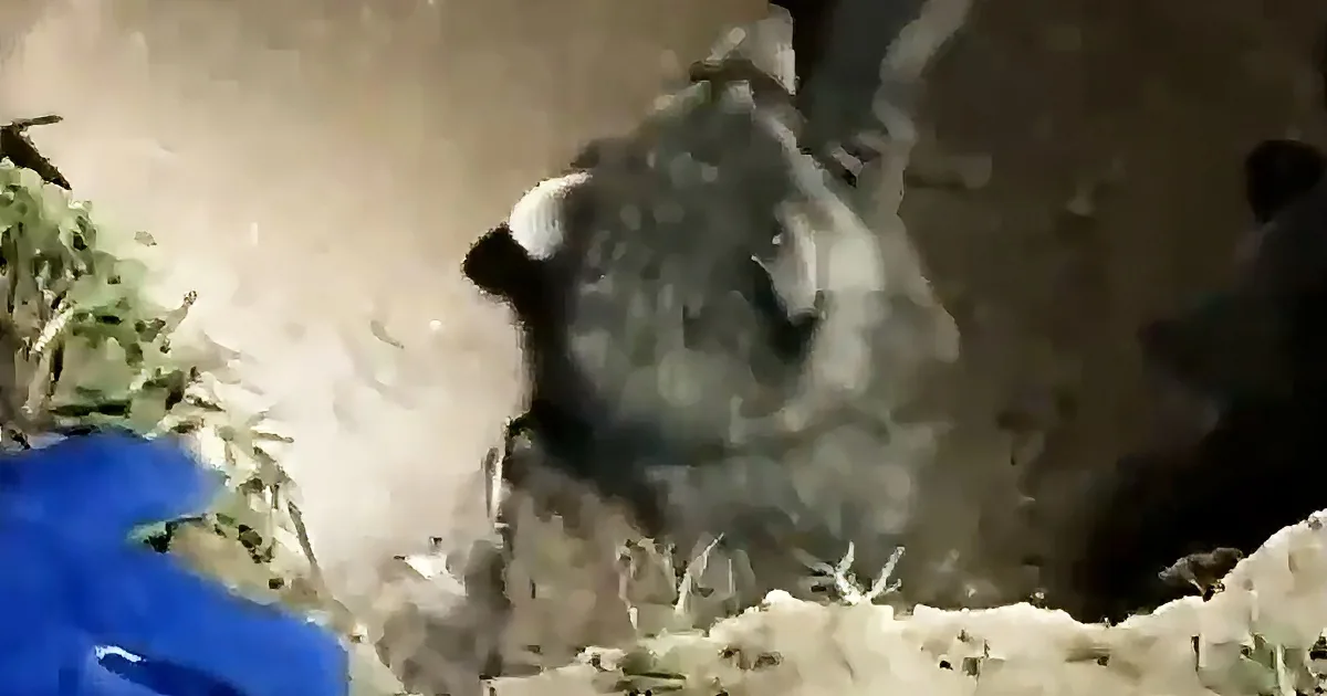 A turtle is seen amidst dust and debris, possibly after a fall or impact.