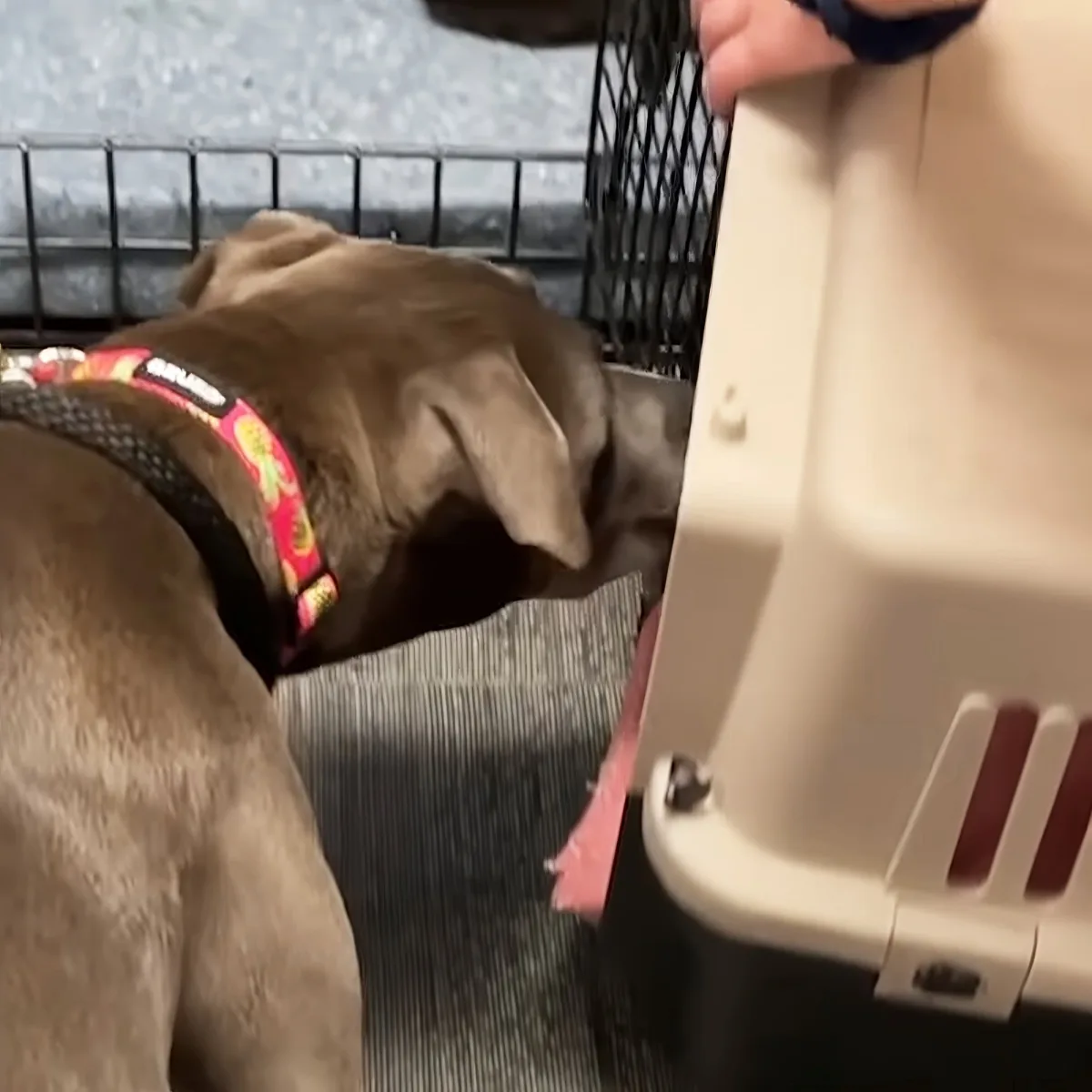 A brown dog wearing a red collar sniffs a beige pet carrier on a carpeted floor.