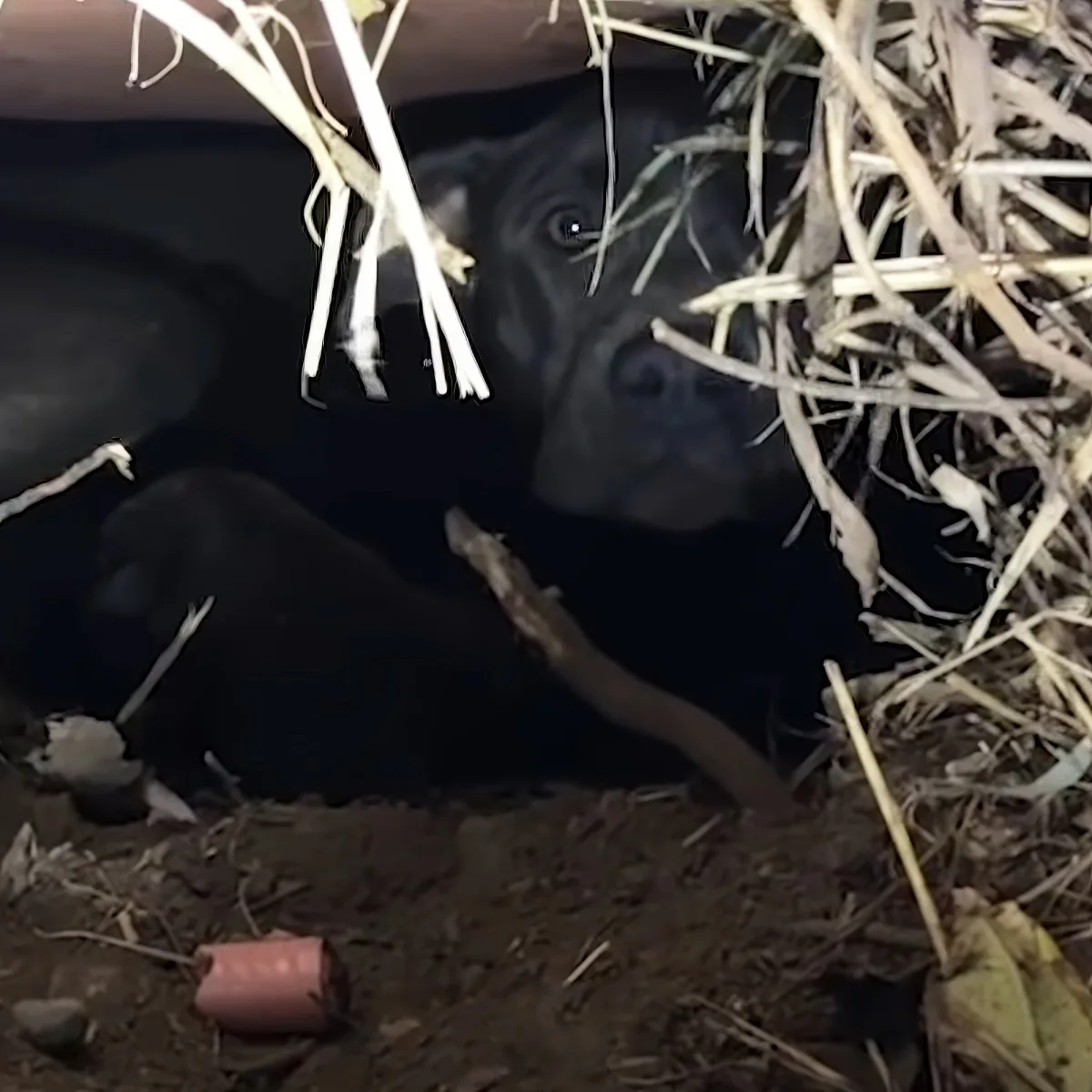 A dog peers cautiously through dry grass, its eyes wide and alert.