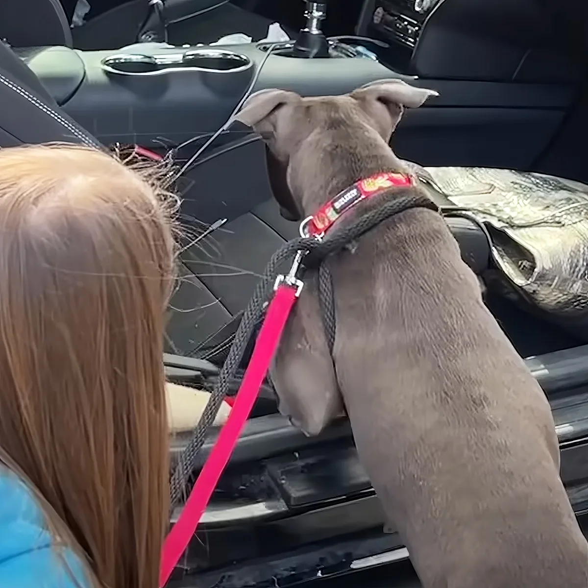 A dog with a red collar and pink leash is looking out of a car window, with a person partially visible on the left.