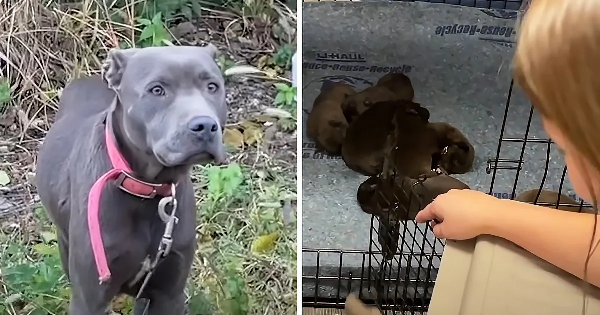 Nervous Mama Pitbull Trusts Foster Mom With All Her Babies