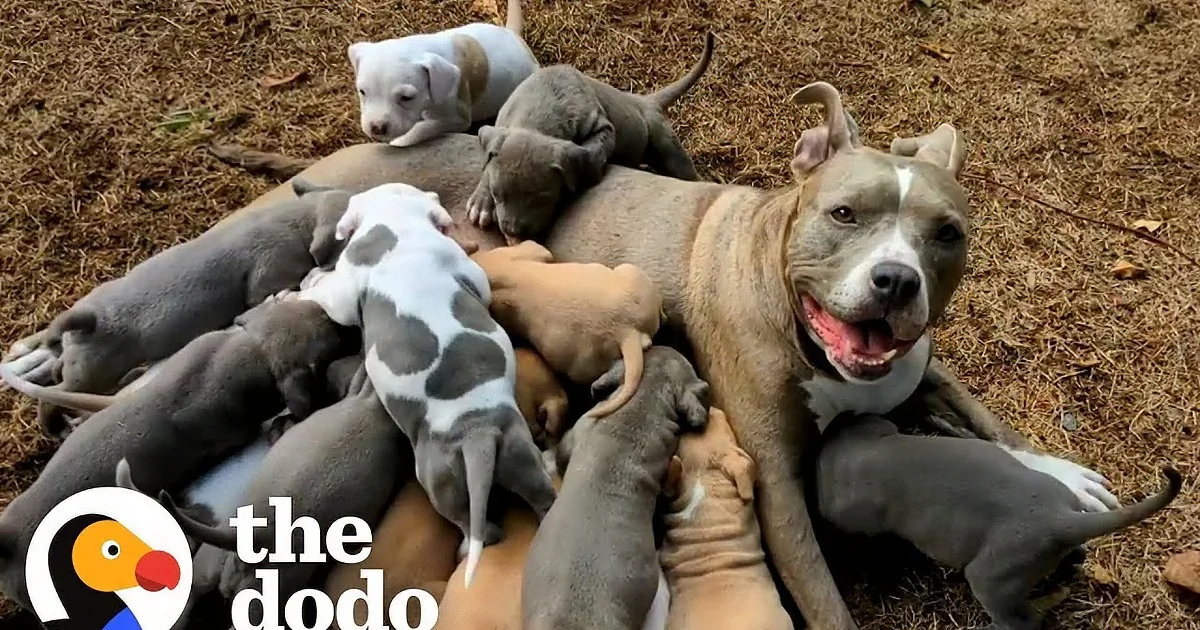 Shelter Pitbull Gets Fostered by Couple Who Didn''t Know She''s Pregnant