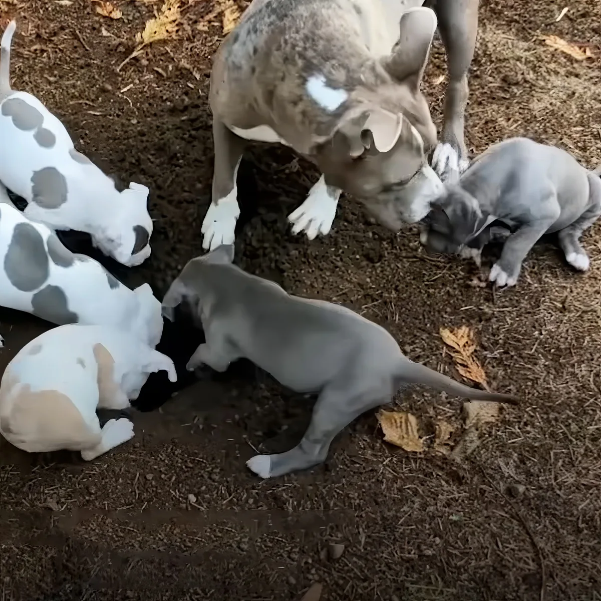 Pitbull and her puppies