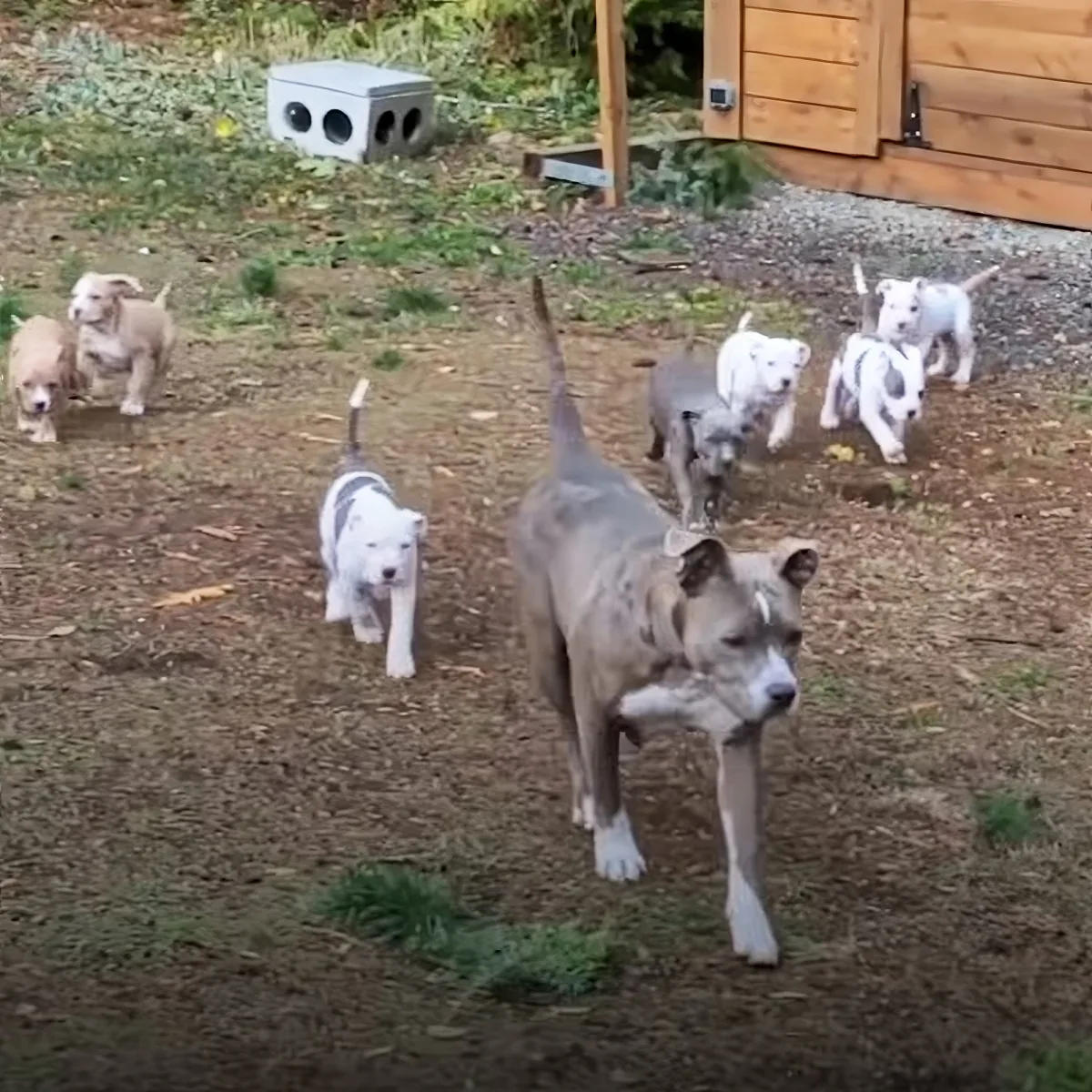 Pitbull and her puppies