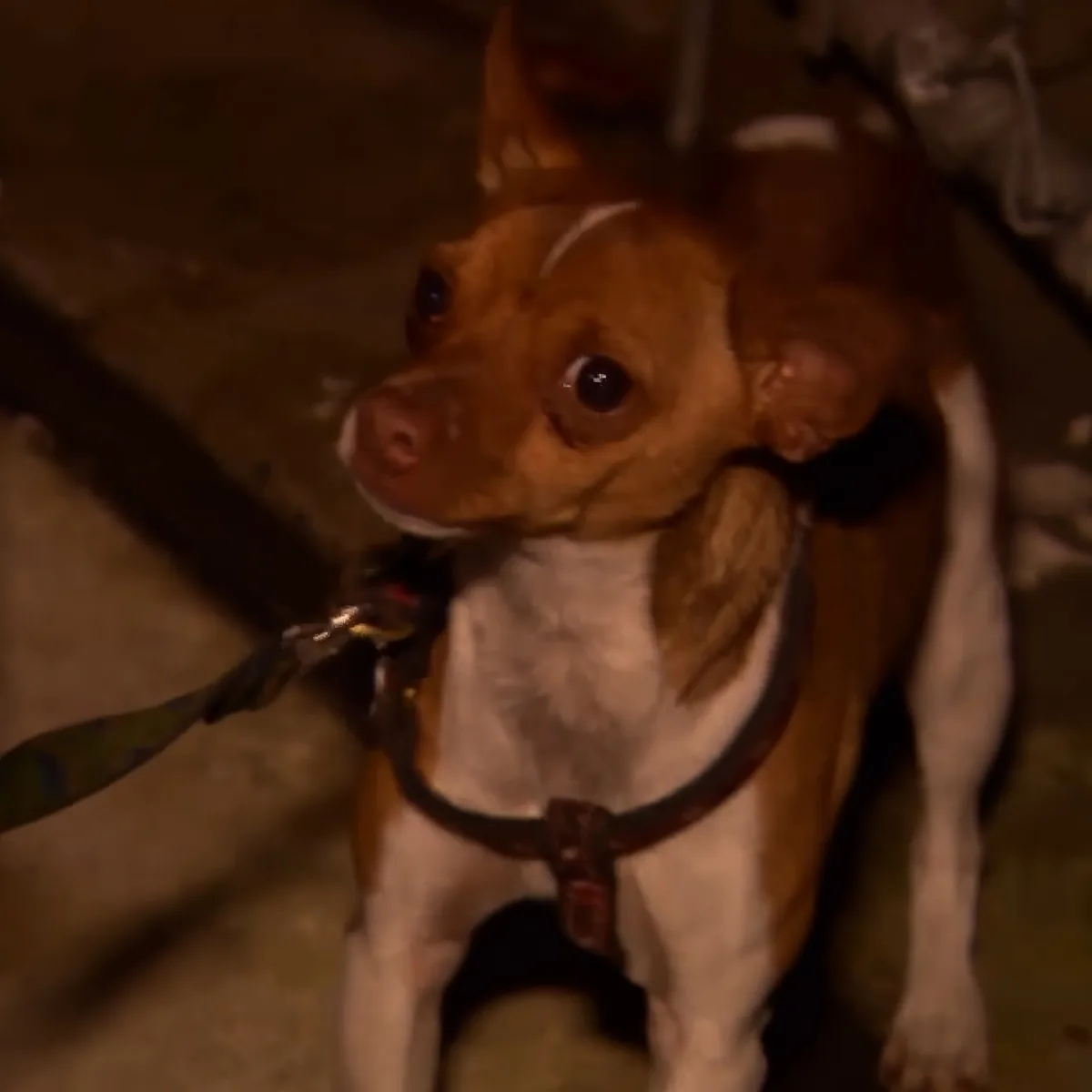 A small brown and white dog wearing a harness and leash looks up with a curious expression.