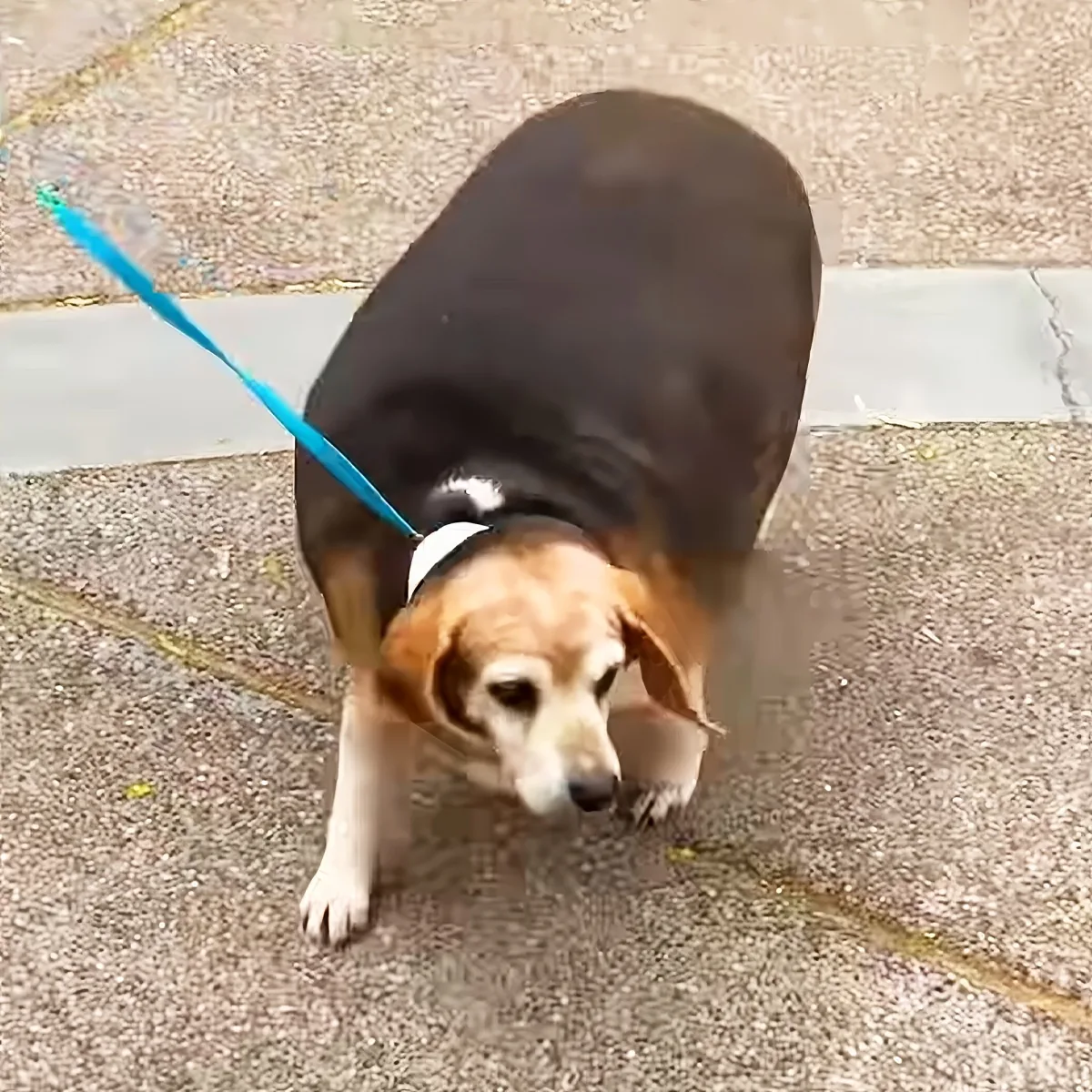 A beagle dog with a blue leash is sniffing the ground on a paved surface.