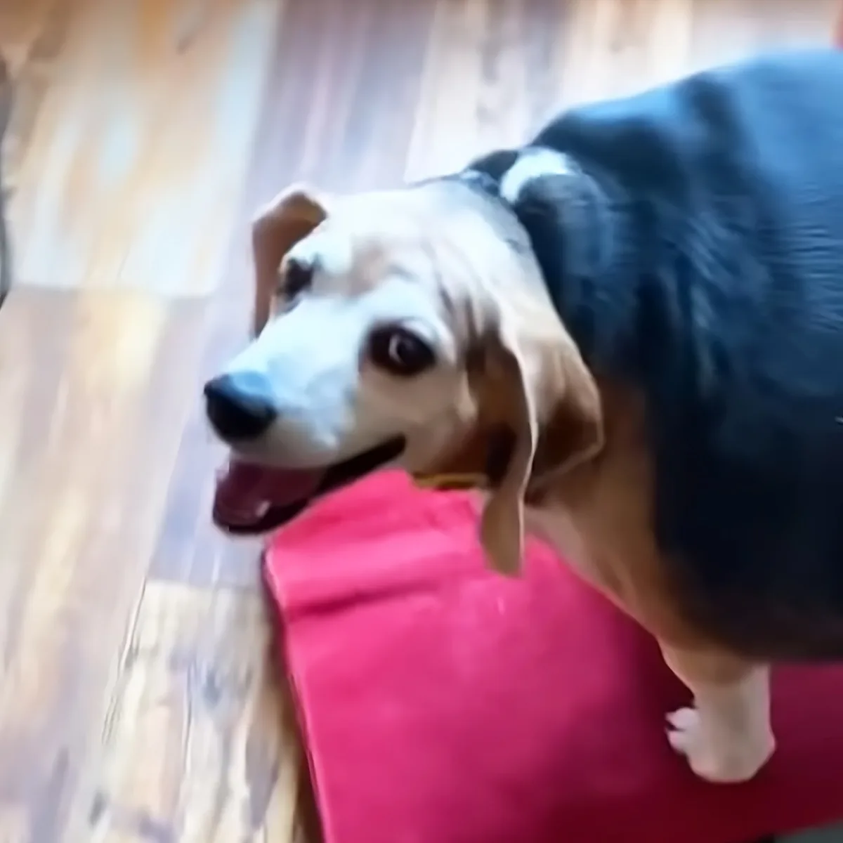 A beagle dog with a pink shirt is being held by someone with dark hair.