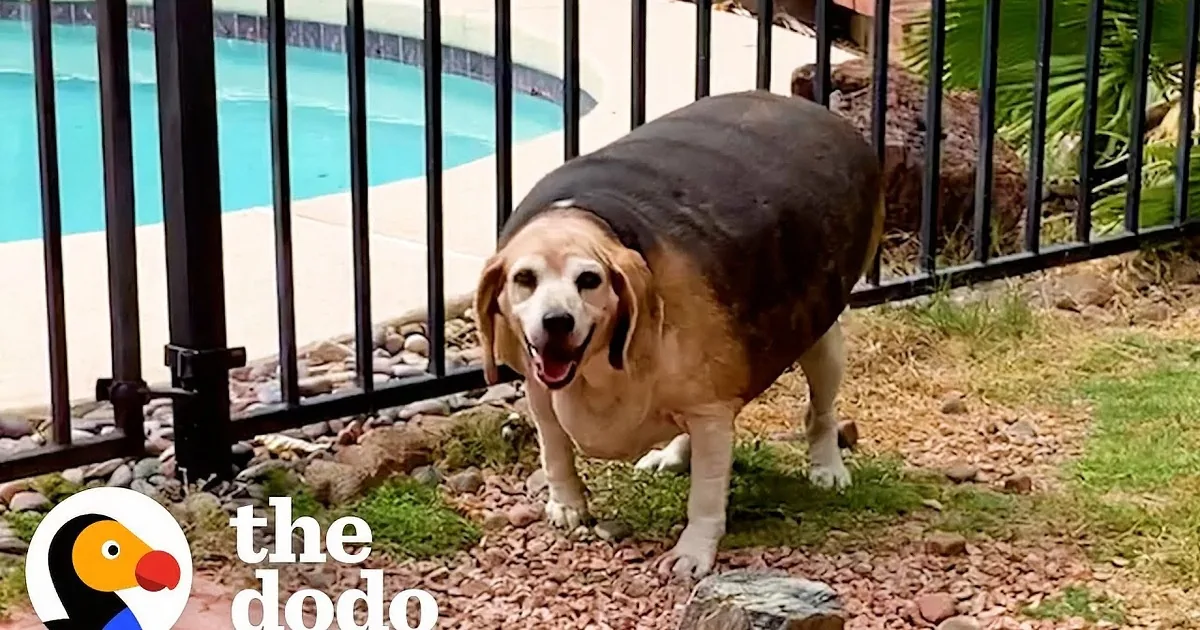 90-Pound Beagle Will Only Exercise With His Favorite Toy in His Mouth - and It Works