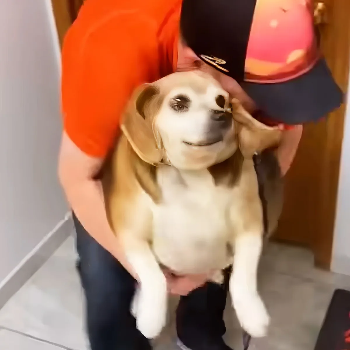 A person in an orange shirt holds a beagle dog with a cone on its head, looking up.