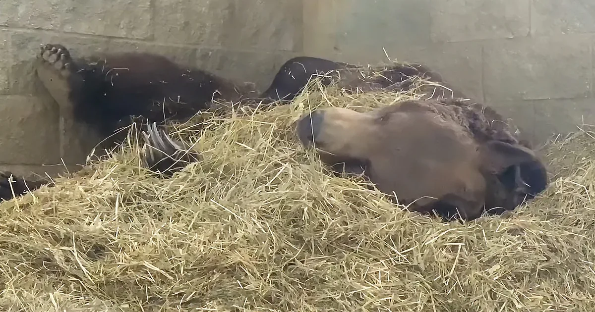 A bear cub and a larger bear rest together on a bed of hay in a stone enclosure.