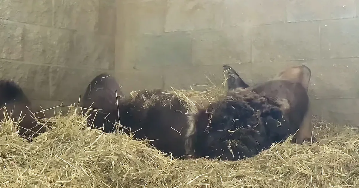 A bear lies on a pile of hay, partially covered, with its head resting on the ground.