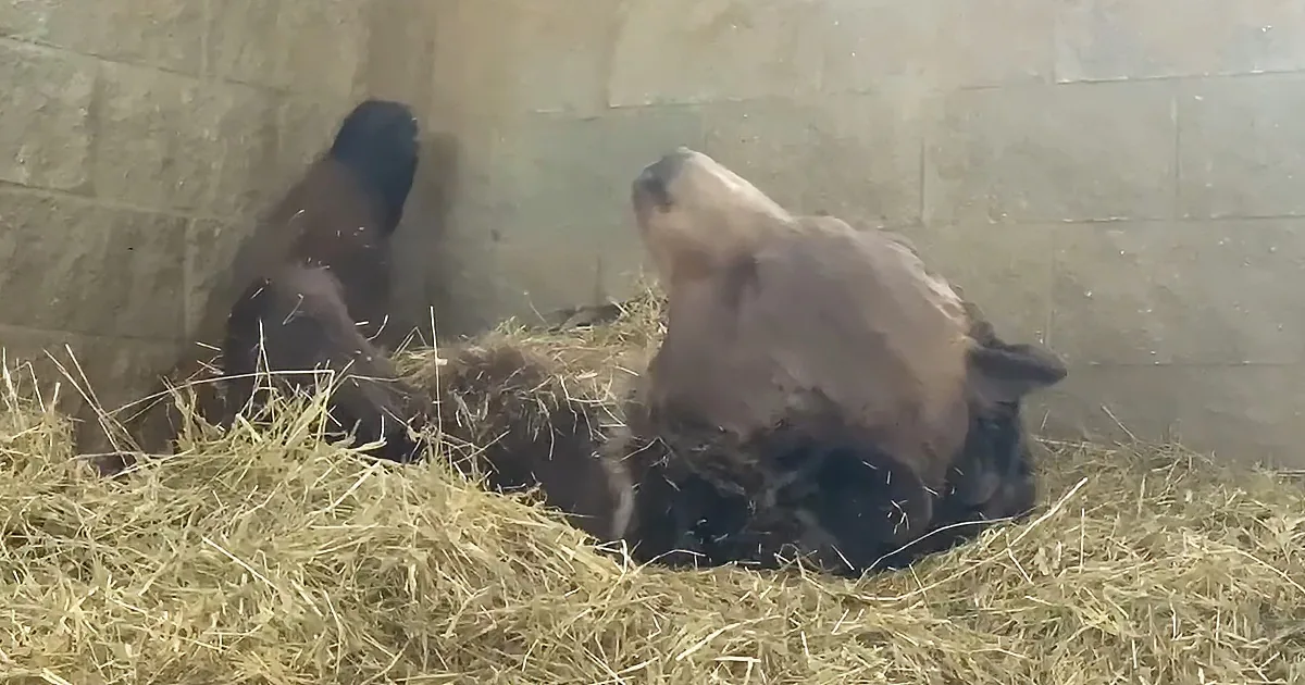 A panda bear is lying on its back in a pile of hay, appearing relaxed.