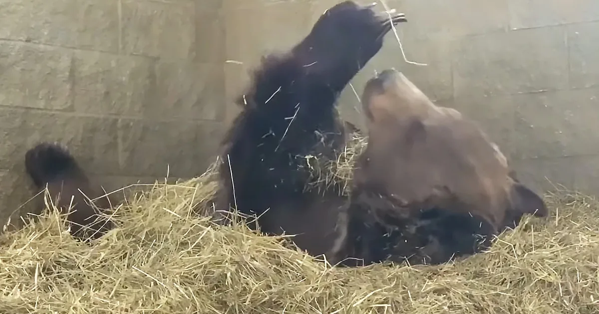 Massive Bear Spends Most of the Winter in His Comfy Bed