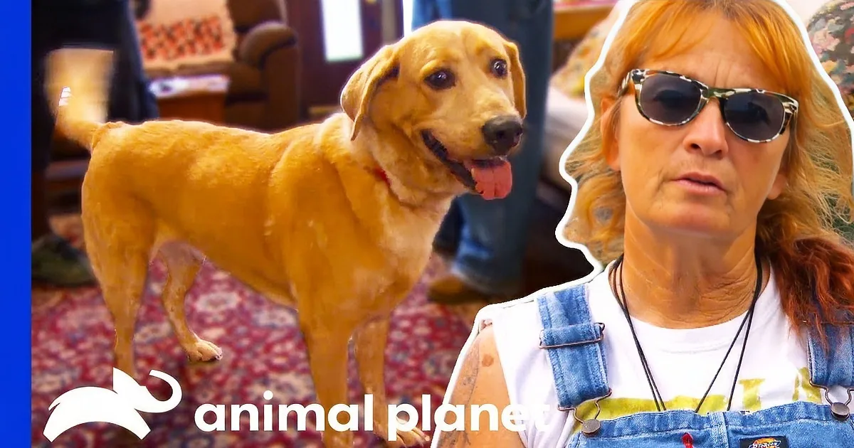 A golden Labrador retriever stands on a red patterned rug, panting with its tongue out.