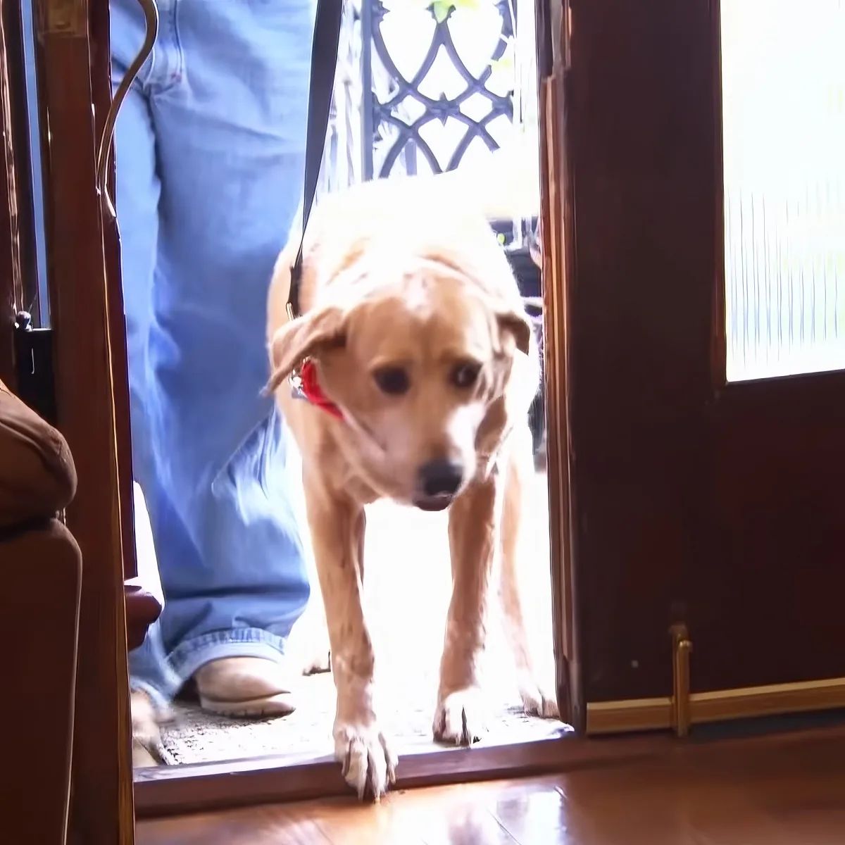 A light brown dog wearing a red collar stands at a glass door, looking inside.