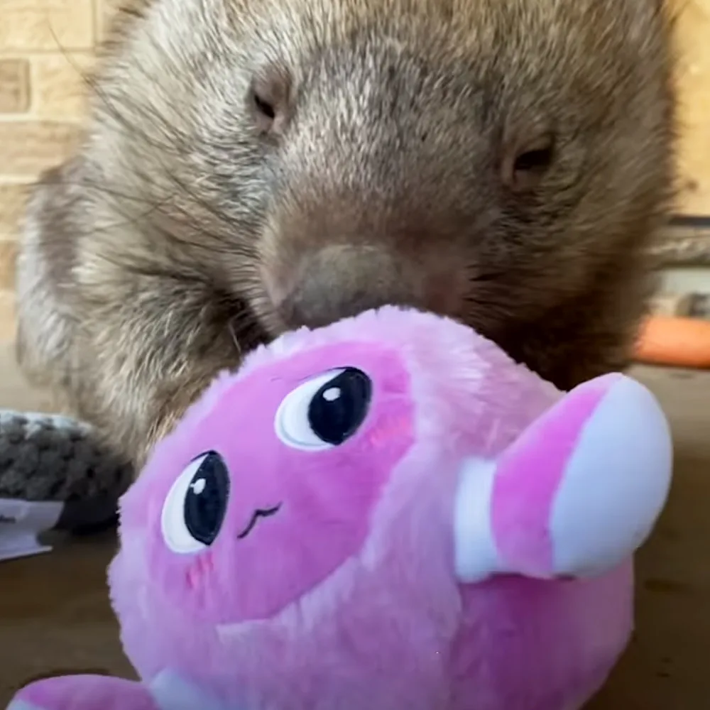A ferret sniffs a pink stuffed animal with big eyes and a white snout.